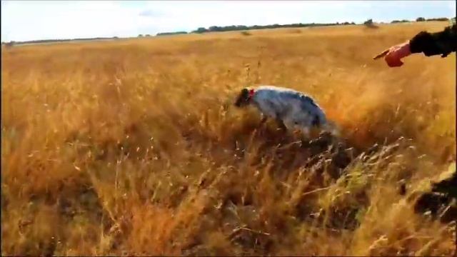 Охота на перепела с английским сеттером в Крыму. смотреть онлайн