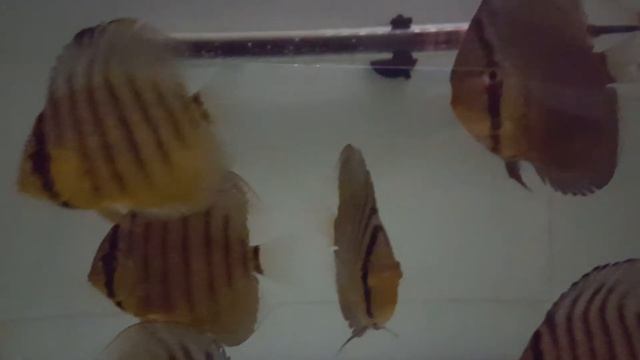 Discus Green F1 | 8-9 cm. | DiscusKiev смотреть онлайн