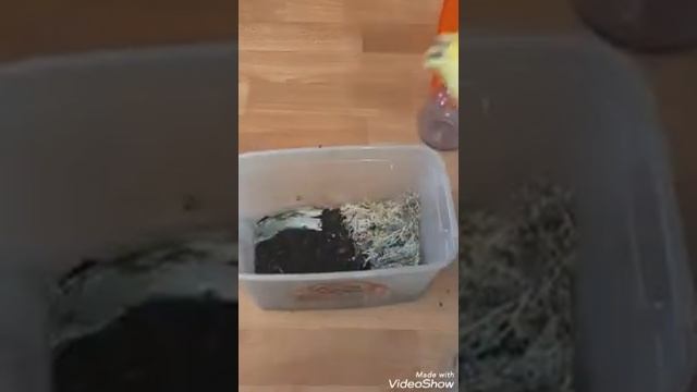 Заселение караколусов сагемон❤ смотреть онлайн