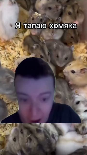 ссылка на хомяка и на другие проекты- в описании🐹 #airdrop #hamsterkombat #telegram #music #shorts смотреть онлайн
