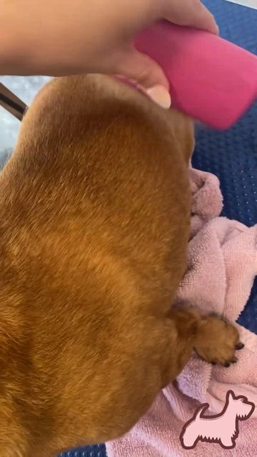 Deshed using Groomi brush смотреть онлайн