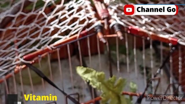 Cara Agar Sirtu Sehat & Gacor смотреть онлайн