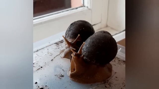УЛИТКА ВИНОГРАДНАЯ смотреть онлайн