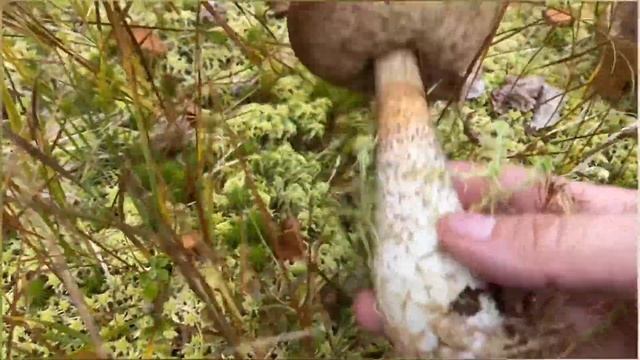 В лес по ягоды / тайга / хмао