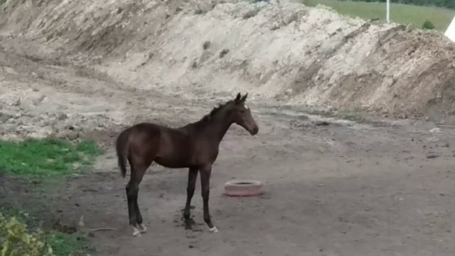 Конгали Фью 4,5 месяца смотреть онлайн