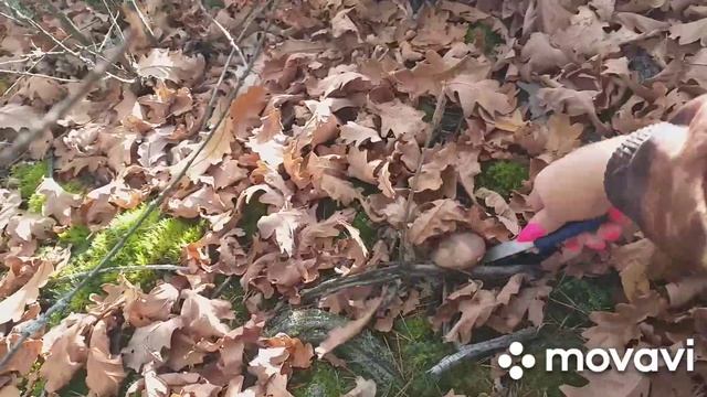 С мамой и с котами в лес за грибами) 2022