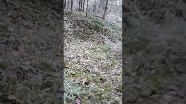 Царство осенних грибов Гигрофоры,лисички и т.д. смотреть онлайн