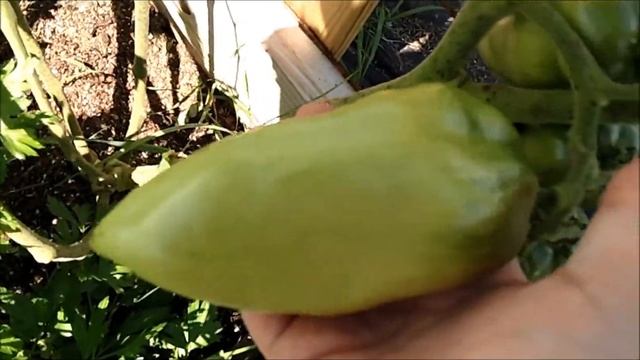 Septoria Leaf Spot Part 2