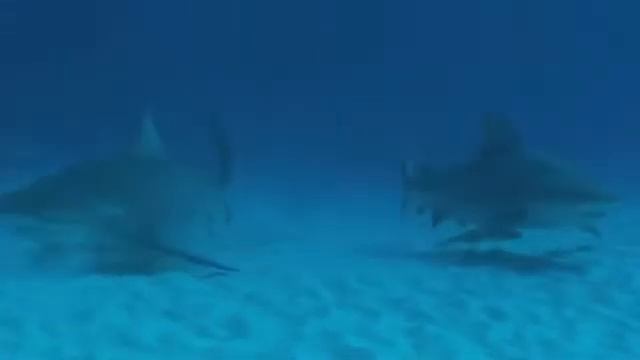 Diving with Bullsharks with Tank-Ha Dive Center смотреть онлайн