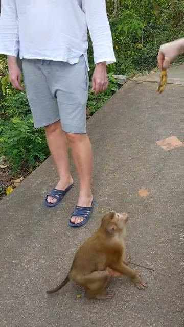 Пхукет тайланд обезьяны смотреть онлайн