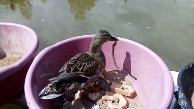 Уточка сидит в тазике и кушает. :'З смотреть онлайн