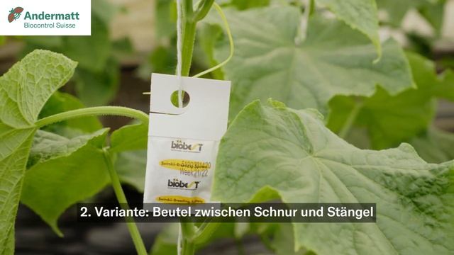 Ausbringung von Amblyseius Beuteln | Andermatt Biocontrol Suisse смотреть онлайн