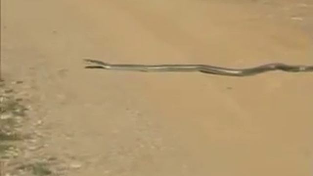 Culebra bastarda смотреть онлайн