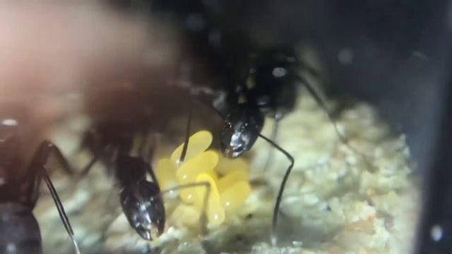 Camponotus Pennsylvanicus Colony: The Next Generation смотреть онлайн