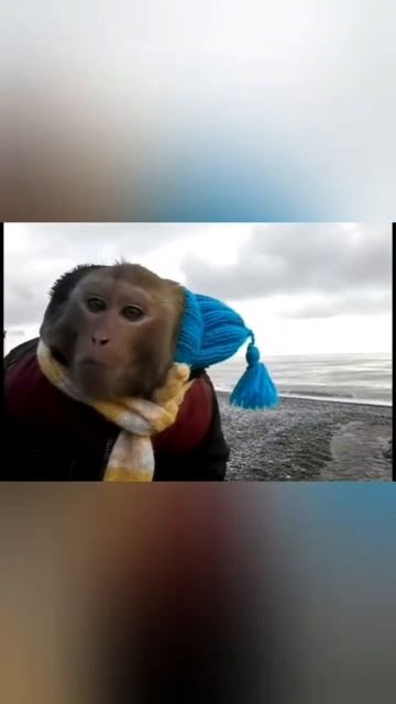 Николаич утеплился🐵🍺внатуре🤟🤟 #обезьяны #смешныеживотные #видеоприколы #рек #яшалазаревский смотреть онлайн