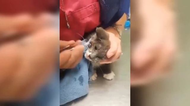 Giant CUTEREBRA Removal Inside Kitten Head's смотреть онлайн