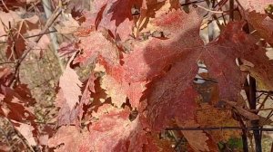 ❤️💘❣️В таверне, тихо плачет 💧💦скрипка 🎻