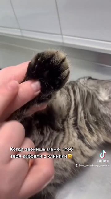 Когда звонишь маме, чтоб забрали с ветклиники #ветклиникаодесса #ветеринар #ветеринародесса смотреть онлайн