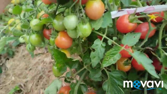 лук эксибишен выкапываю...томаты открытого грунта