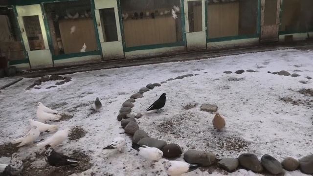 Голубиная прогулка смотреть онлайн