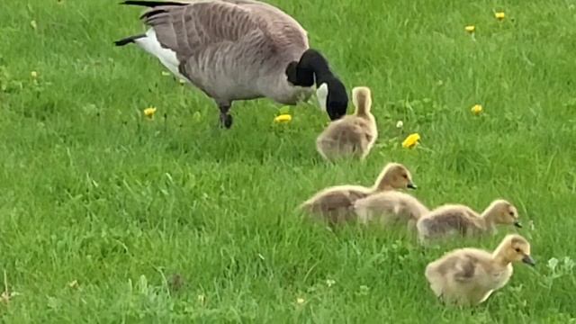 Canada Goose Family #goslings #spring #hatching #canada #goose смотреть онлайн