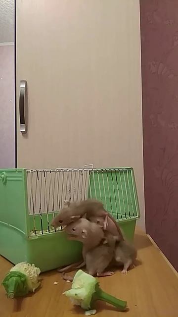 Крысята дамбо🐀🐀🐀🐀🐀💥 кофейный и шоколадный окрас смотреть онлайн