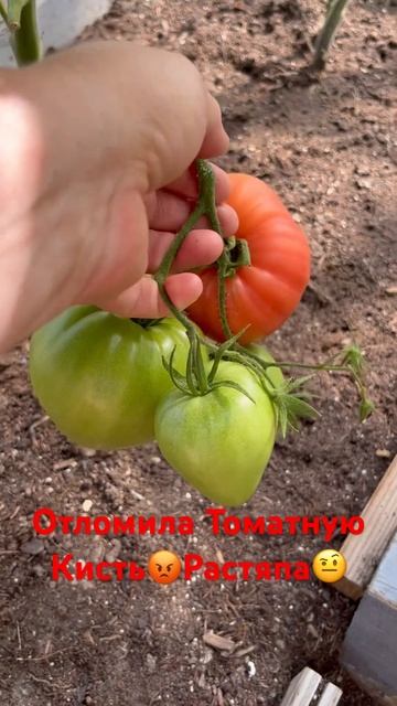 Отломила 😡Томатную кисть🍅Растяпа☹️#shorts смотреть онлайн