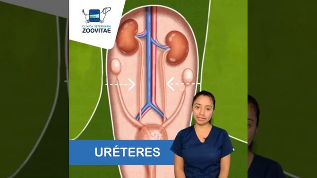 CIRUGIA TEJIDOS BLANDOS смотреть онлайн