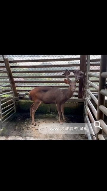 2022 芳盛鹿苑 頭剪 смотреть онлайн