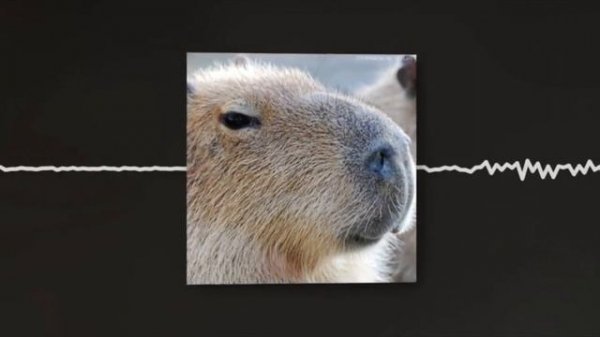 Песня про капибару