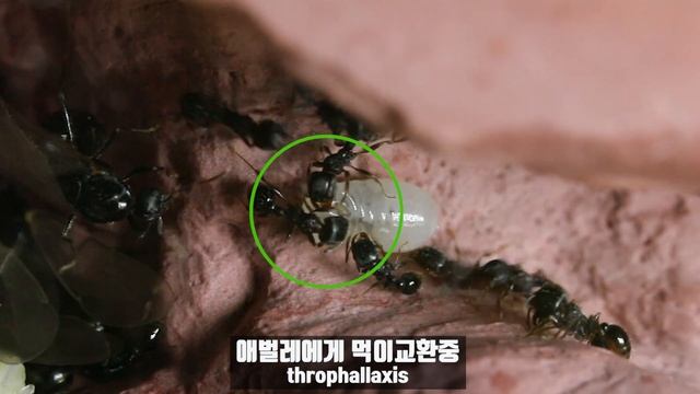 주름개미의 알 돌보기 주름개미의 알과 애벌레를 관찰한 영상 Tetramorium tushimae [#개미키우기][#개미사육][#antz] смотреть онлайн