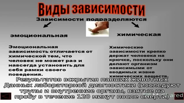 Все о ВГБК (геморрагическая болезнь кроликов) смотреть онлайн