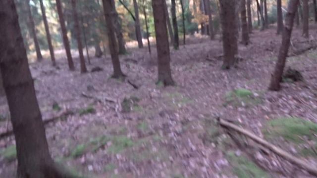 Грибной урожай ....