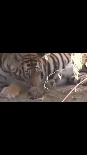 شاهد كيف تلد النمر 🐅 смотреть онлайн