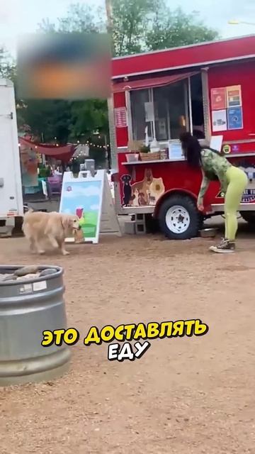 Самый милый курьер 🐶🥰 смотреть онлайн