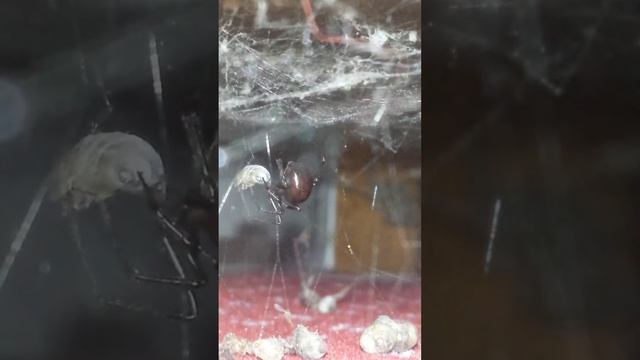 Steatoda grossa ? смотреть онлайн