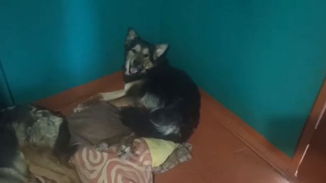 Наш Герочка на передержке. Омский частный приют ДРУГ ЖИВИ. смотреть онлайн