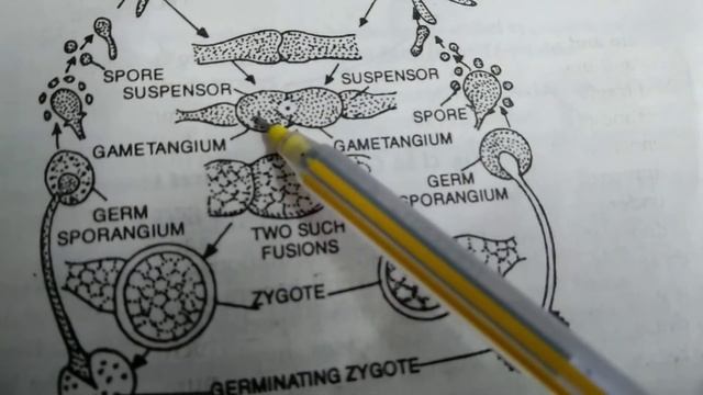 Life cycle of Rhizopus смотреть онлайн