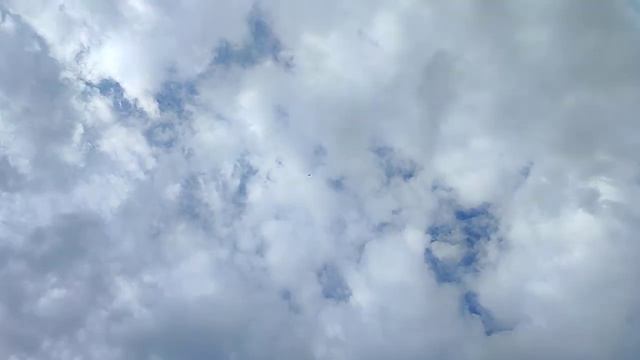 Николаевские голуби Драганова Виталия. смотреть онлайн