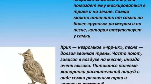 "Вестники радости и весны" смотреть онлайн