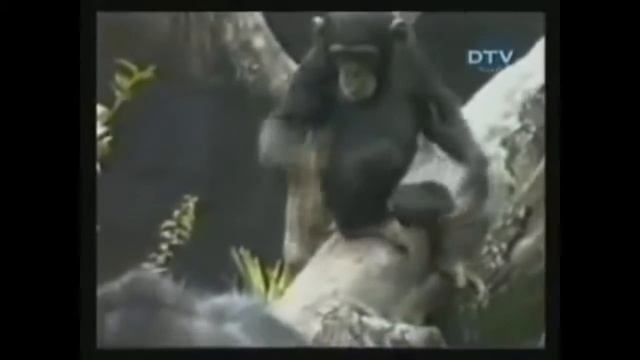 Смешные обезьянки смотреть онлайн