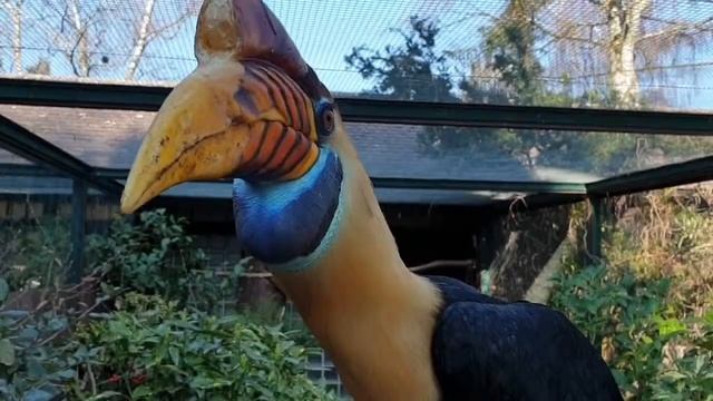 Knobbed hornbill - Helmhornvogel смотреть онлайн