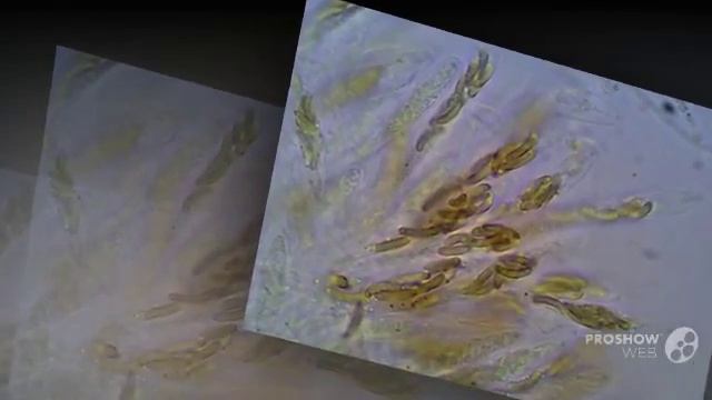 Diatrype - fungi kingdom смотреть онлайн