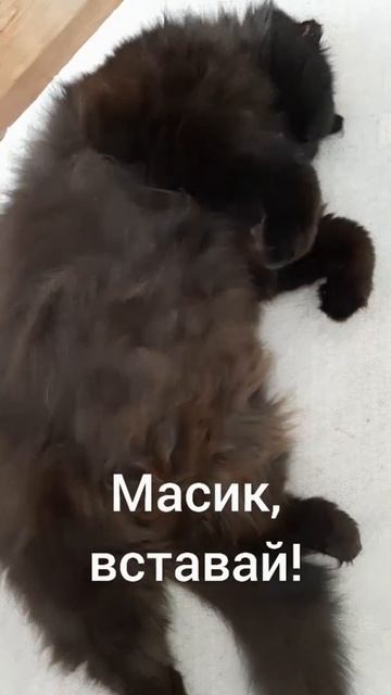 Спящий кот #shorts Хитрый кот Масик и его Сладкий сон смотреть онлайн