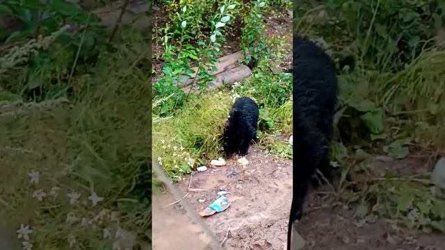 ЛенГазСпецСтрой Ковыкта Медвежонок пистун кушает сухпай вахтовика. смотреть онлайн