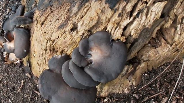 Такой вешенки ни вы, ни я никогда не видели. История волшебного пня.