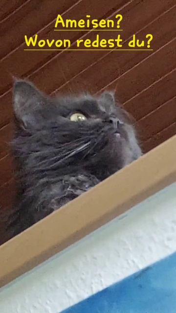 Trau dich nur her mit deiner Bürste ! смотреть онлайн