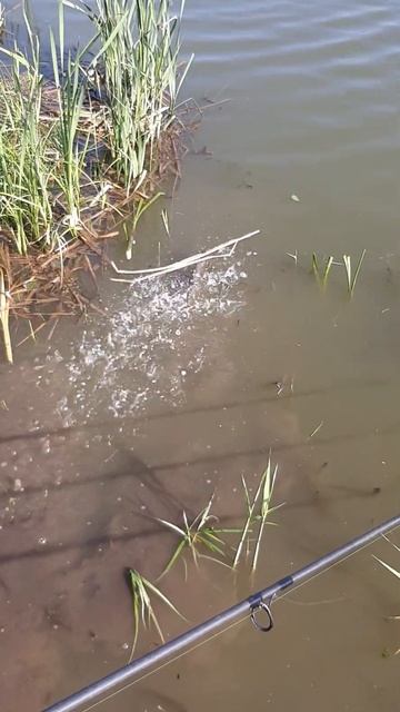 карп на 10.800 кг бигфиш так сказать. смотреть онлайн