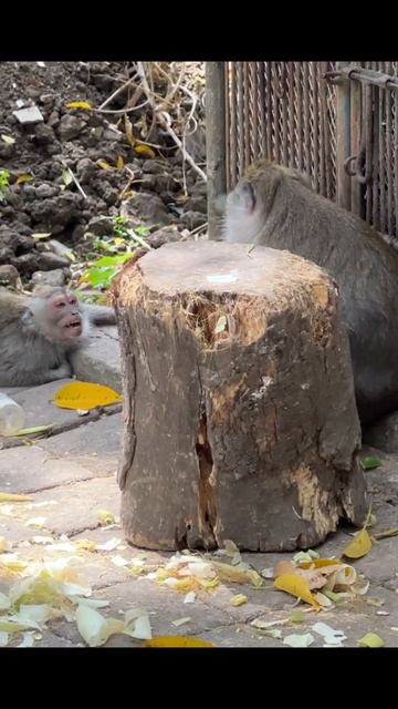Лес обезьян на Бали смотреть онлайн