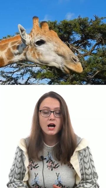 Жирафы смотреть онлайн